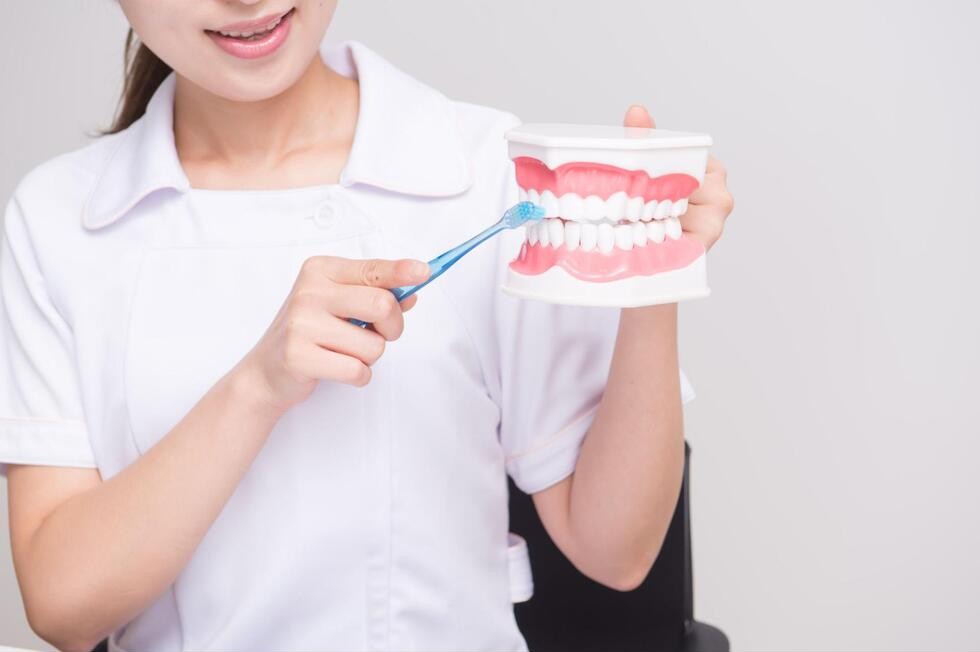 歯の模型と歯ブラシを使用して歯磨き指導をしている様子